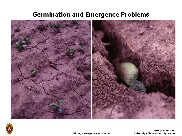 Germination and Emergence Problems http: //corn. agronomy. wisc. edu Lauer © 1994 -2005 University