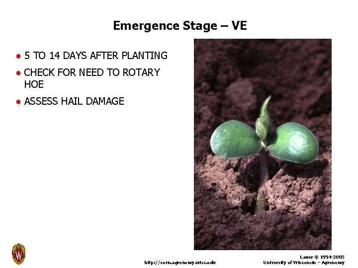 Emergence Stage – VE ● 5 TO 14 DAYS AFTER PLANTING ● CHECK FOR
