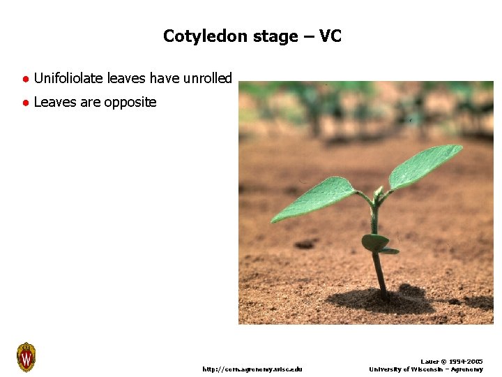 Cotyledon stage – VC ● Unifoliolate leaves have unrolled ● Leaves are opposite http: