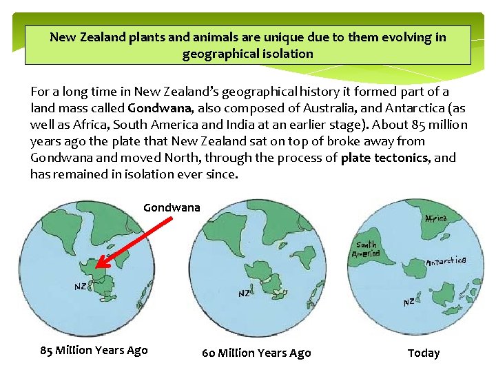 New Zealand plants and animals are unique due to them evolving in geographical isolation