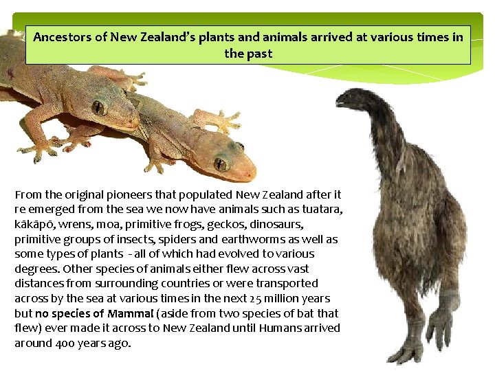 Ancestors of New Zealand’s plants and animals arrived at various times in the past