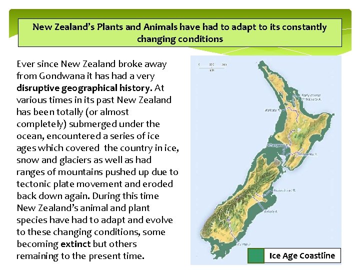 New Zealand’s Plants and Animals have had to adapt to its constantly changing conditions
