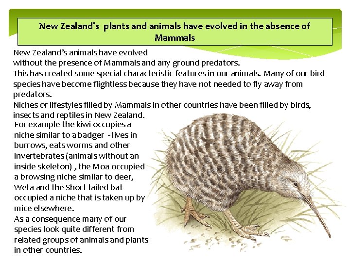 New Zealand’s plants and animals have evolved in the absence of Mammals New Zealand’s