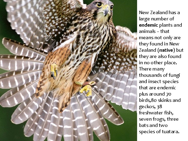 GZ Science resources New Zealand has a large number of endemic plants and animals