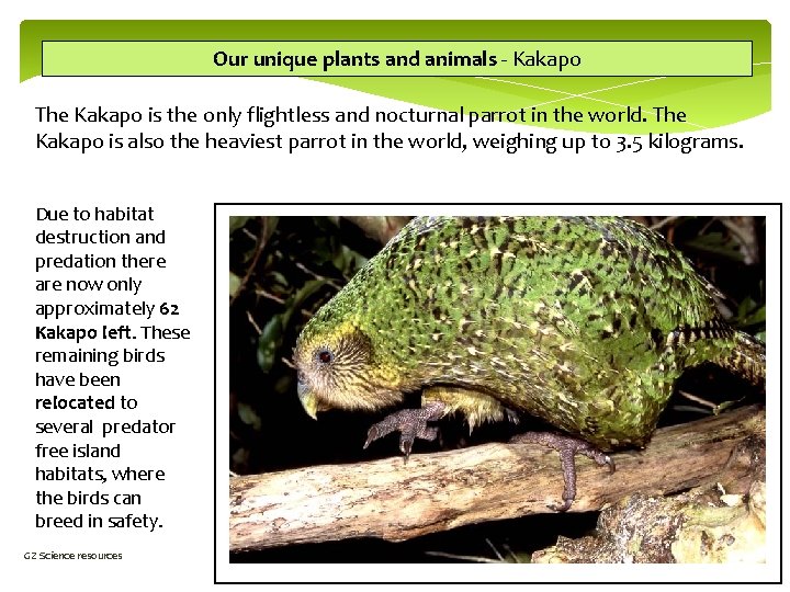 Our unique plants and animals - Kakapo The Kakapo is the only flightless and