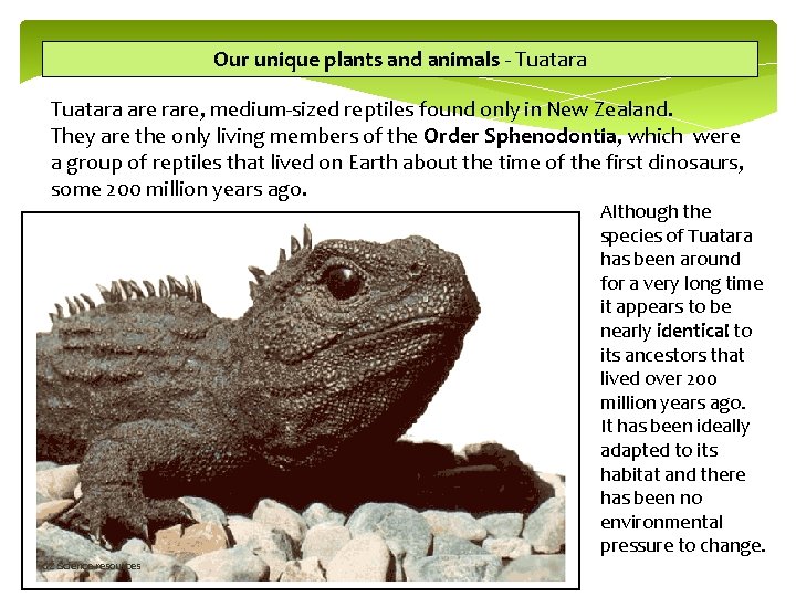 Our unique plants and animals - Tuatara are rare, medium-sized reptiles found only in
