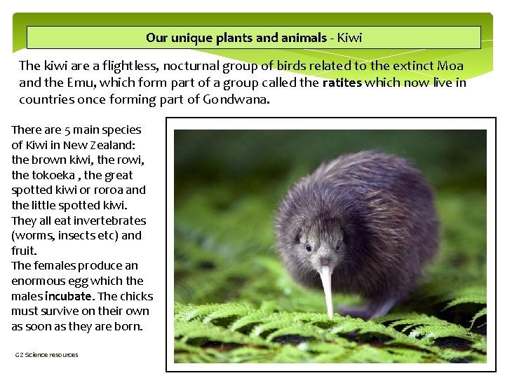 Our unique plants and animals - Kiwi The kiwi are a flightless, nocturnal group