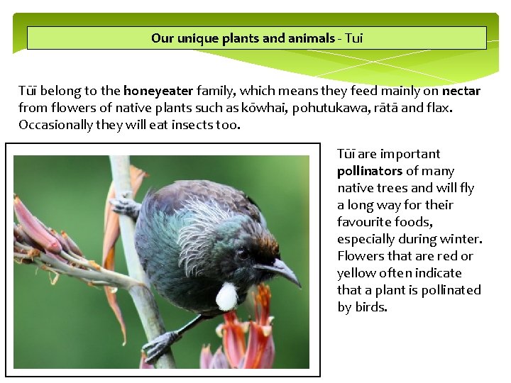Our unique plants and animals - Tui Tūī belong to the honeyeater family, which