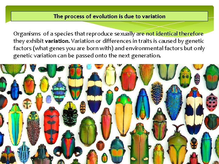The process of evolution is due to variation Organisms of a species that reproduce