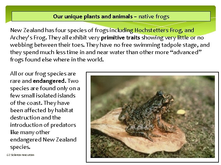Our unique plants and animals – native frogs New Zealand has four species of