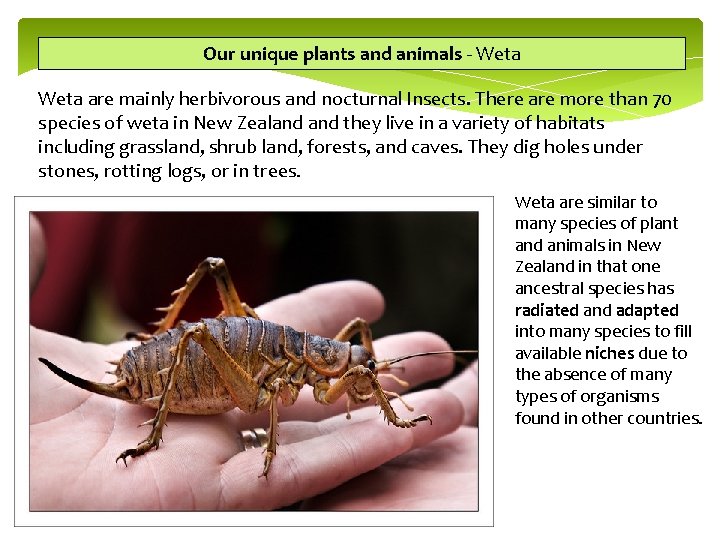 Our unique plants and animals - Weta are mainly herbivorous and nocturnal Insects. There