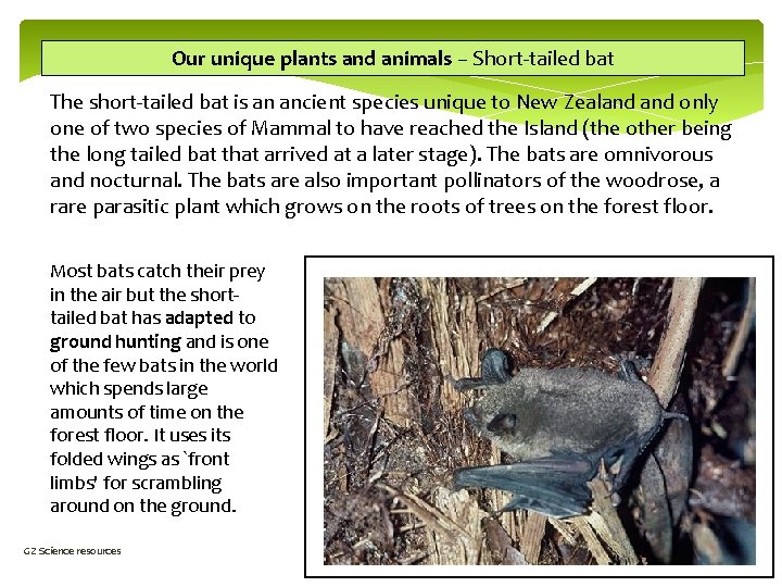 Our unique plants and animals – Short-tailed bat The short-tailed bat is an ancient