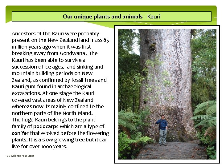 Our unique plants and animals - Kauri Ancestors of the Kauri were probably present