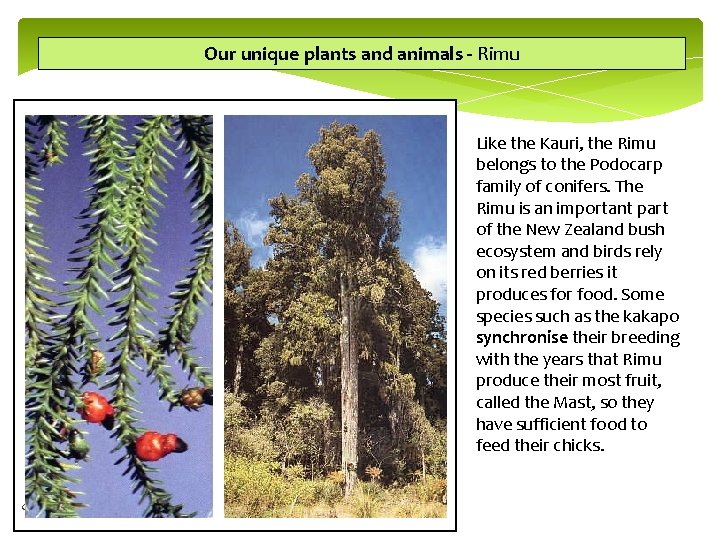 Our unique plants and animals - Rimu Like the Kauri, the Rimu belongs to