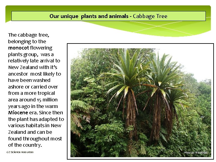Our unique plants and animals - Cabbage Tree The cabbage tree, belonging to the