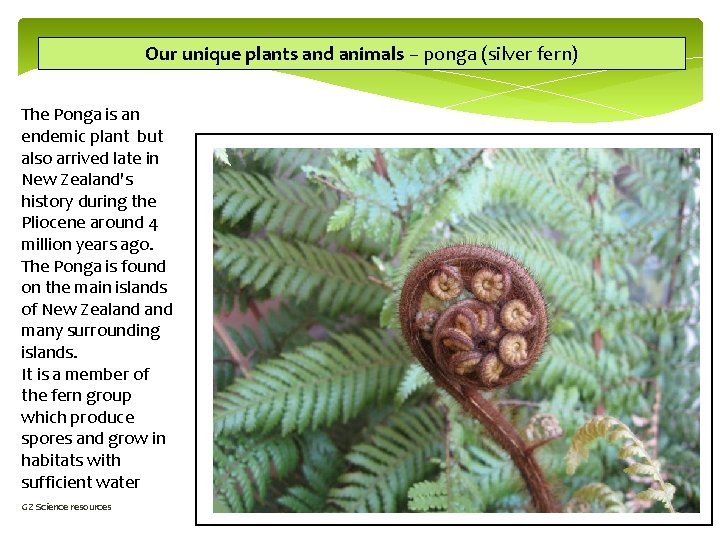 Our unique plants and animals – ponga (silver fern) The Ponga is an endemic