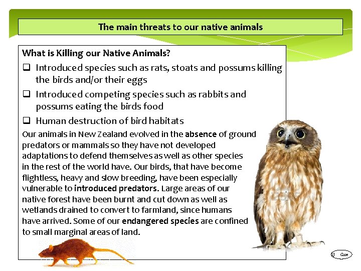The main threats to our native animals What is Killing our Native Animals? q