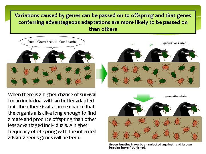 Variations caused by genes can be passed on to offspring and that genes conferring
