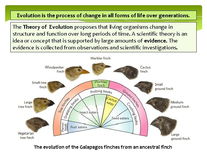 Evolution is the process of change in all forms of life over generations. Theory