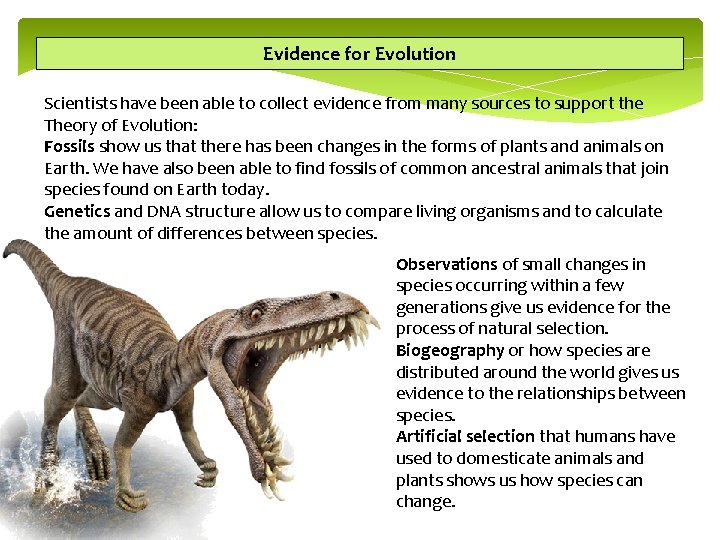 Evidence for Evolution Scientists have been able to collect evidence from many sources to