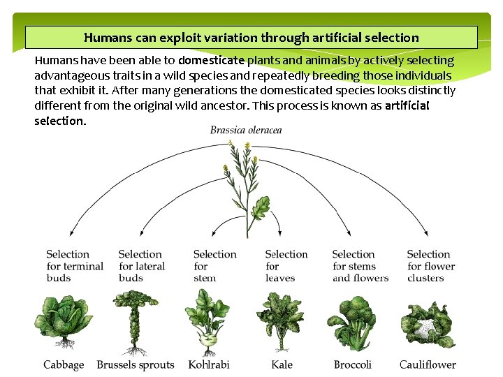Humans can exploit variation through artificial selection Humans have been able to domesticate plants