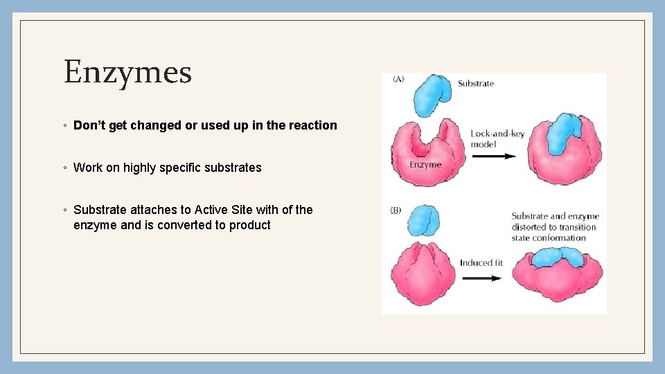 Enzymes ◦ Don’t get changed or used up in the reaction ◦ Work on