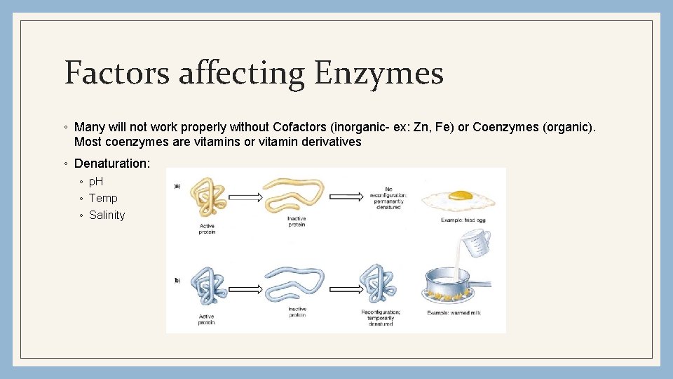 Factors affecting Enzymes ◦ Many will not work properly without Cofactors (inorganic- ex: Zn,