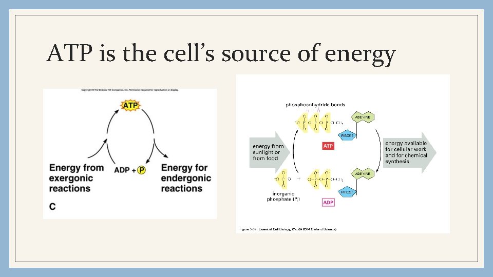 ATP is the cell’s source of energy 