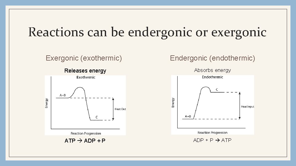 Reactions can be endergonic or exergonic Exergonic (exothermic) Endergonic (endothermic) Releases energy Absorbs energy