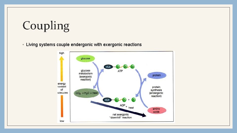 Coupling ◦ Living systems couple endergonic with exergonic reactions 