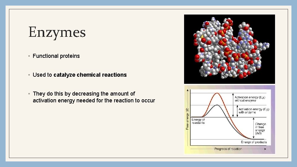 Enzymes ◦ Functional proteins ◦ Used to catalyze chemical reactions ◦ They do this