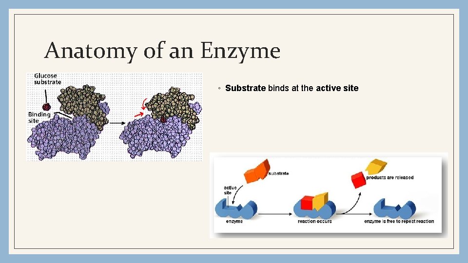 Anatomy of an Enzyme ◦ Substrate binds at the active site 