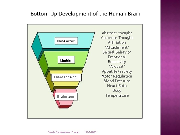 Bottom Up Development of the Human Brain Abstract thought Concrete Thought Affiliation "Attachment" Sexual