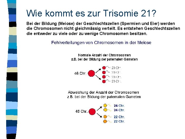 Wie kommt es zur Trisomie 21? Bei der Bildung (Meiose) der Geschlechtszellen (Spermien und