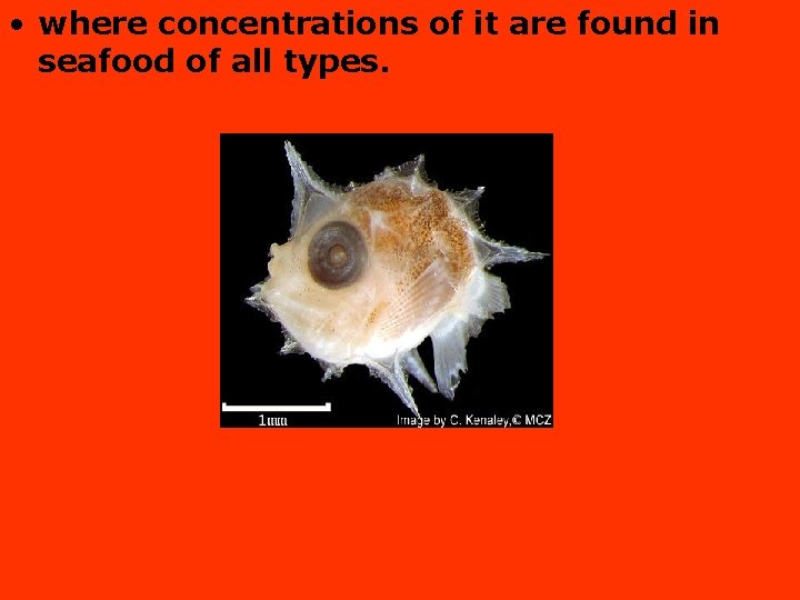  • where concentrations of it are found in seafood of all types. 