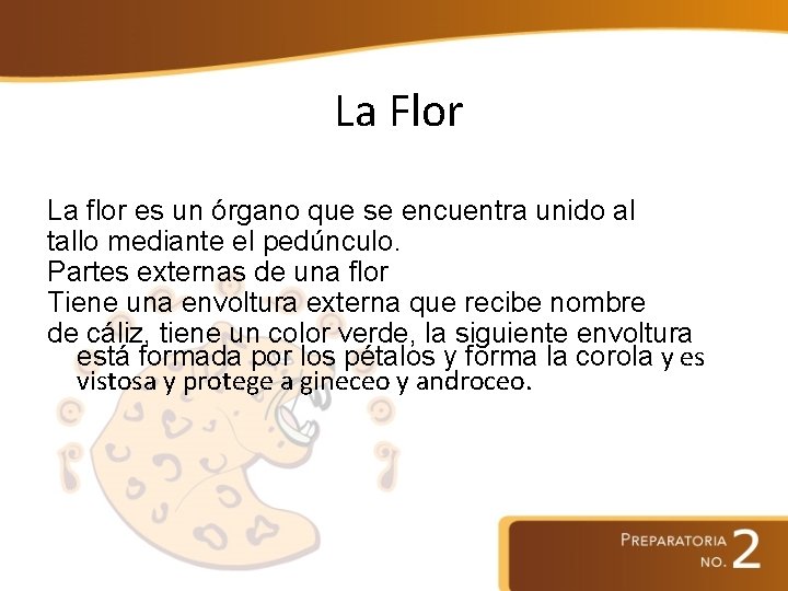 La Flor La flor es un órgano que se encuentra unido al tallo mediante