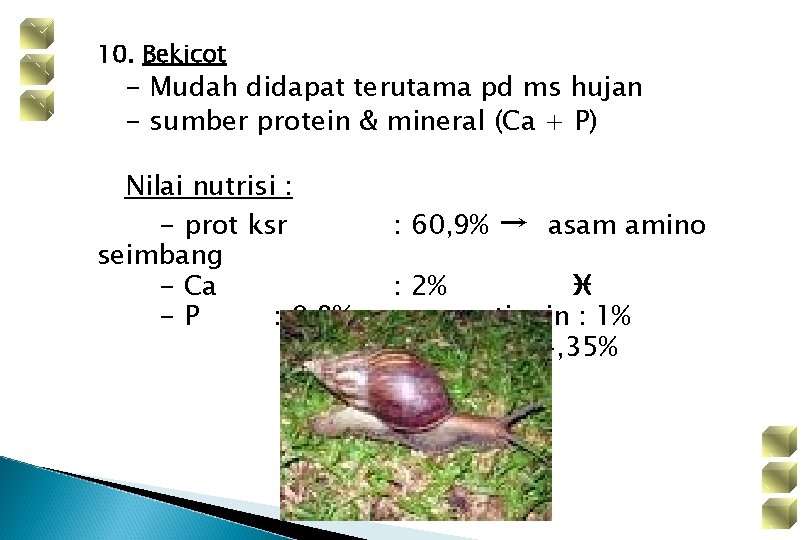 10. Bekicot - Mudah didapat terutama pd ms hujan - sumber protein & mineral