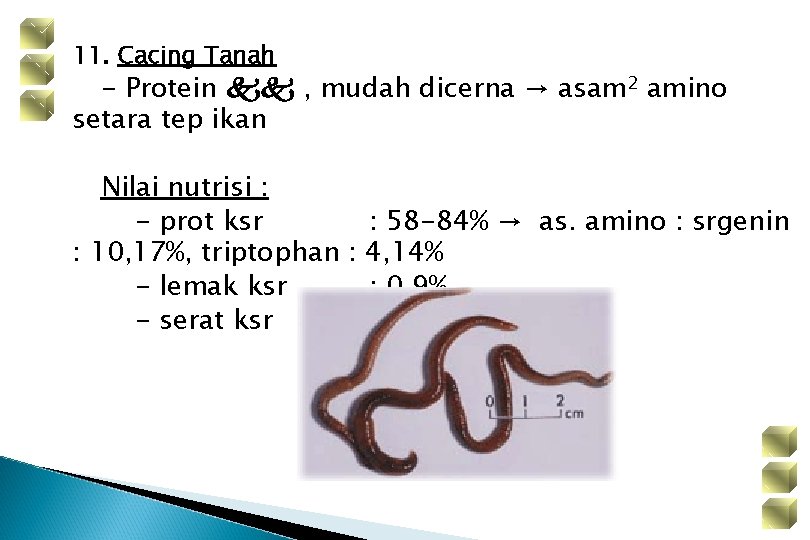 11. Cacing Tanah - Protein kk , mudah dicerna → asam 2 amino setara