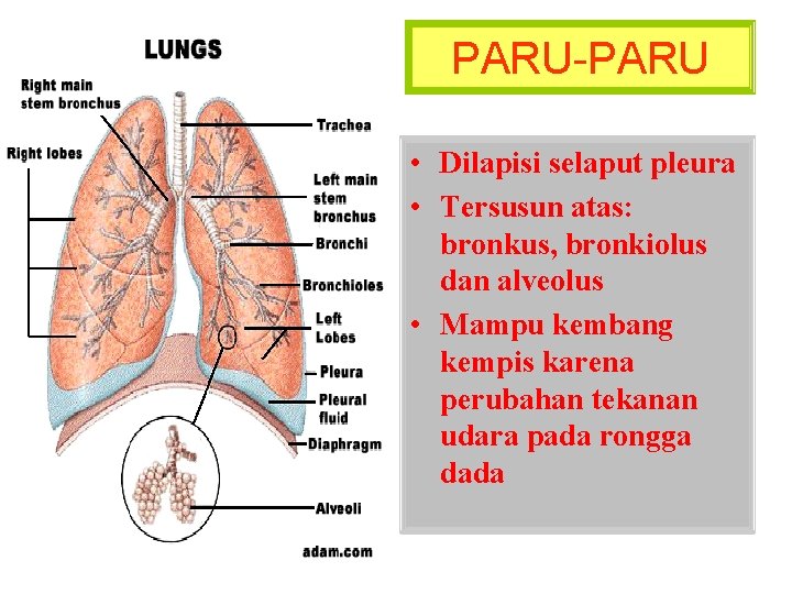 PARU-PARU • Dilapisi selaput pleura • Tersusun atas: bronkus, bronkiolus dan alveolus • Mampu