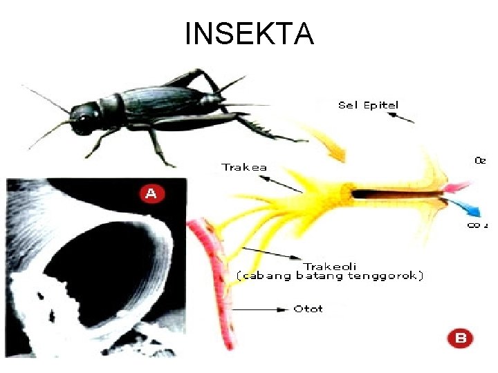 INSEKTA 