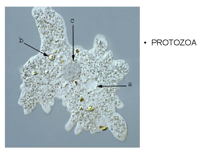  • PROTOZOA 