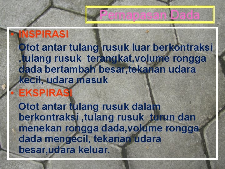 Pernapasan Dada • INSPIRASI Otot antar tulang rusuk luar berkontraksi , tulang rusuk terangkat,