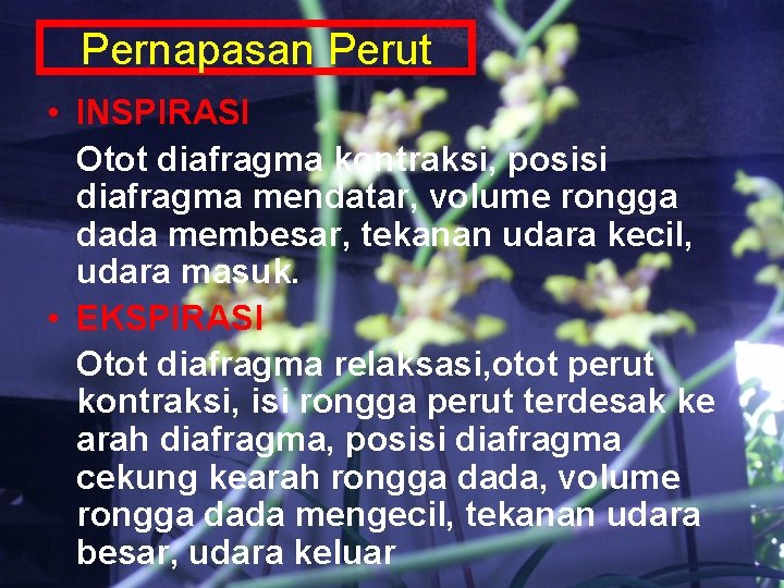 Pernapasan Perut • INSPIRASI Otot diafragma kontraksi, posisi diafragma mendatar, volume rongga dada membesar,