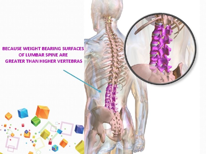 BECAUSE WEIGHT BEARING SURFACES OF LUMBAR SPINE ARE GREATER THAN HIGHER VERTEBRAS 