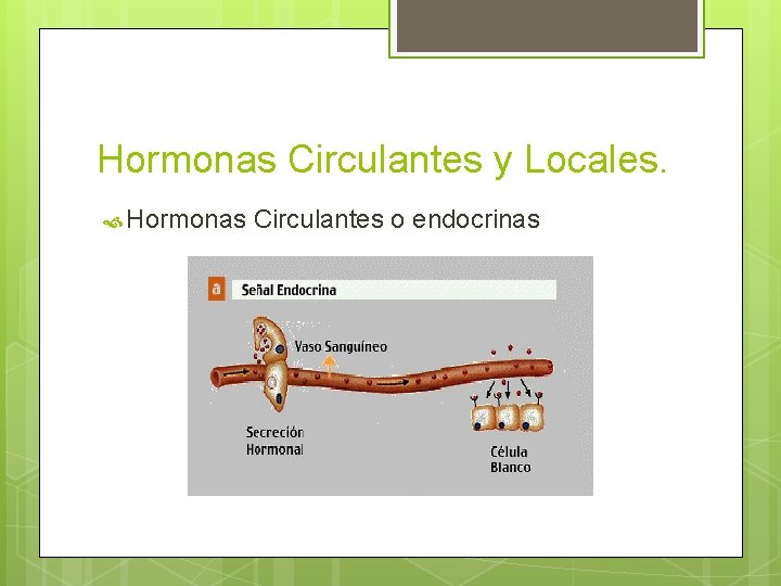Hormonas Circulantes y Locales. Hormonas Circulantes o endocrinas 