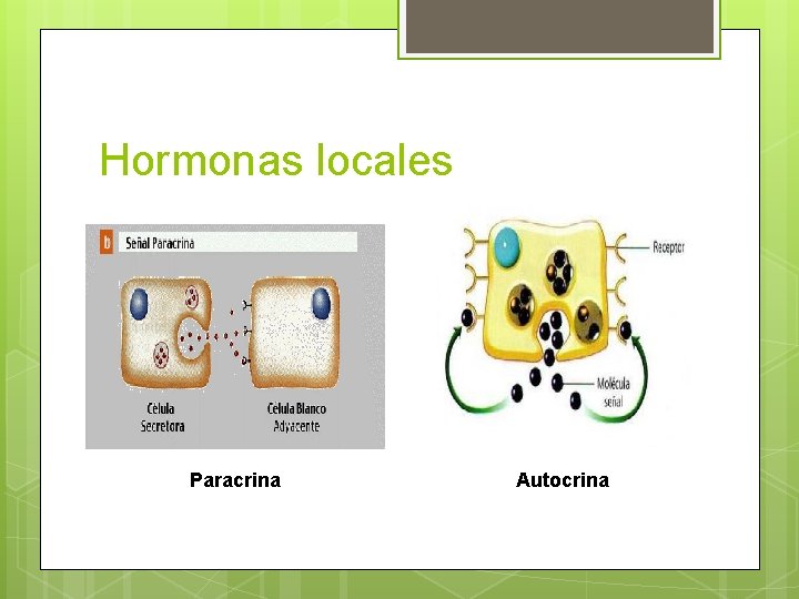 Hormonas locales Paracrina Autocrina 