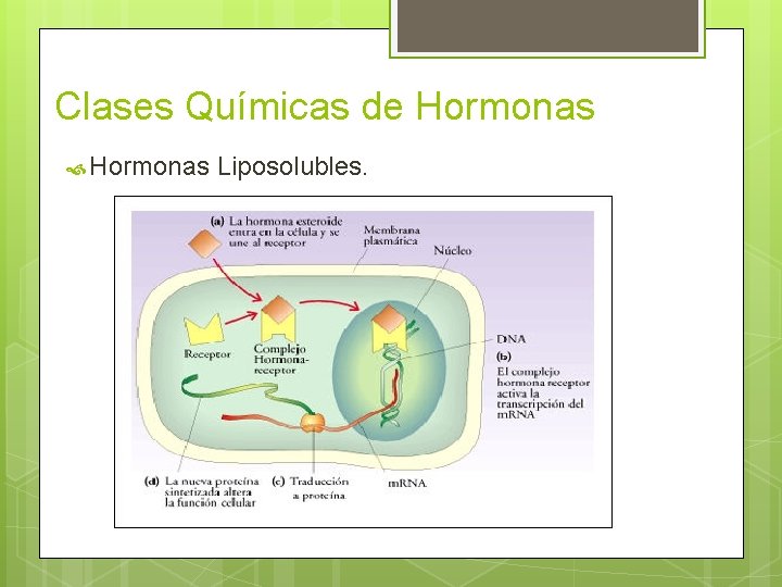 Clases Químicas de Hormonas Liposolubles. 