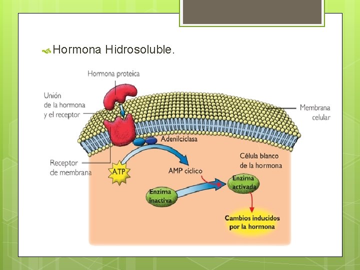  Hormona Hidrosoluble. 