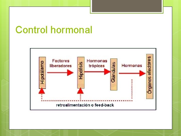 Control hormonal 