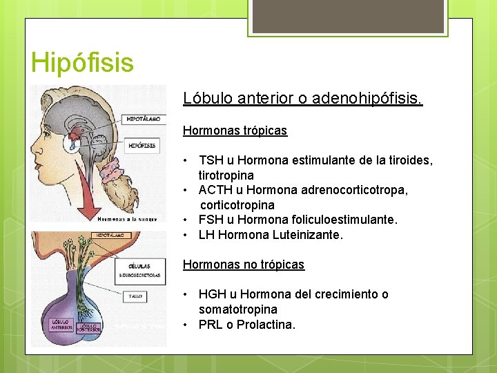 Hipófisis Lóbulo anterior o adenohipófisis. Hormonas trópicas • TSH u Hormona estimulante de la